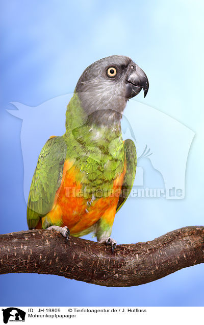 Mohrenkopfpapagei / Senegal parrot / JH-19809