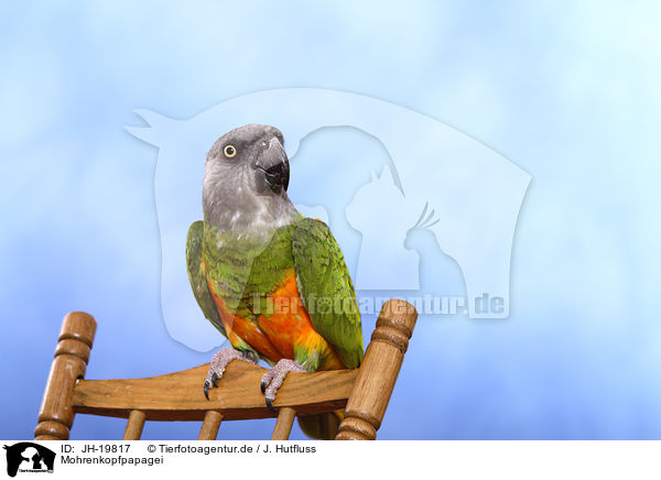 Mohrenkopfpapagei / Senegal parrot / JH-19817