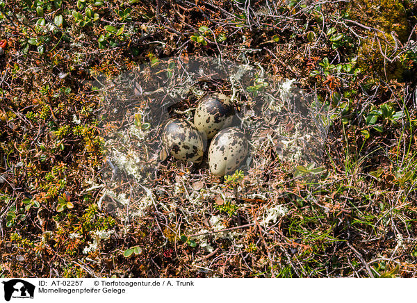 Mornellregenpfeifer Gelege / Eurasian dotterel eggs / AT-02257