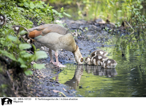 Nilgnse / Egyptian geese / MBS-16720