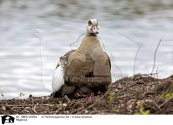 Nilgnse / Egyptian geese / MBS-25862