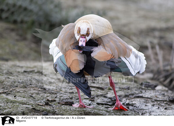 Nilgans / Egyptian goose / AVD-07719