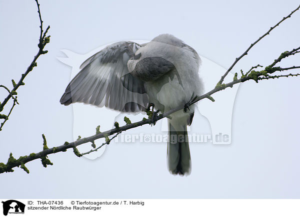sitzender Nrdliche Raubwrger / sitting Great Grey Shrike / THA-07436