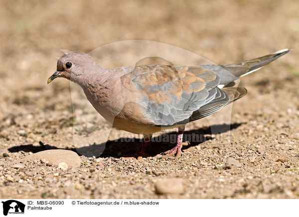 Palmtaube / laughing dove / MBS-06090