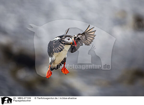 Papageitaucher / Atlantic puffin / MBS-27109