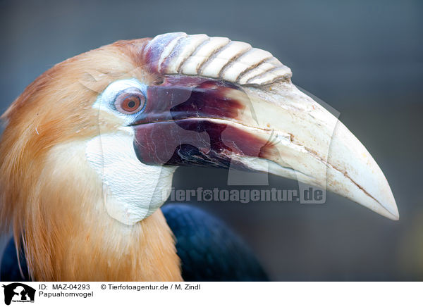 Papuahornvogel / MAZ-04293