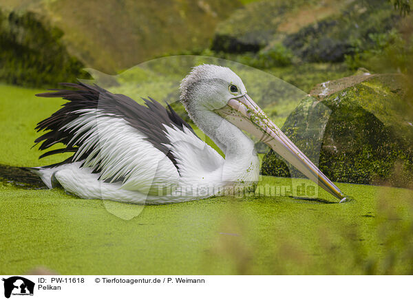 Pelikan / pelican / PW-11618