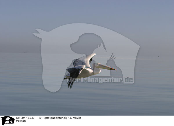Pelikan / pelican / JM-18237