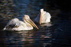 Zwei Pelikane im Wasser