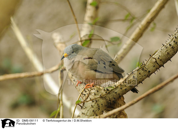 Perutubchen / croaking ground dove / DMS-08111