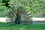 Pfau mit aufgestelltem Gefieder