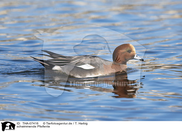 schwimmende Pfeifente / swimming Eurasian Wigeon / THA-07416