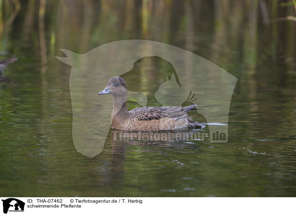 schwimmende Pfeifente / swimming Eurasian Wigeon / THA-07462
