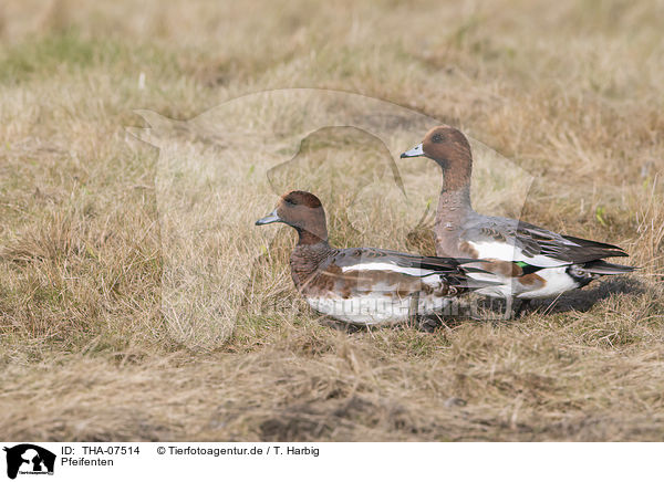 Pfeifenten / Eurasian Wigeons / THA-07514