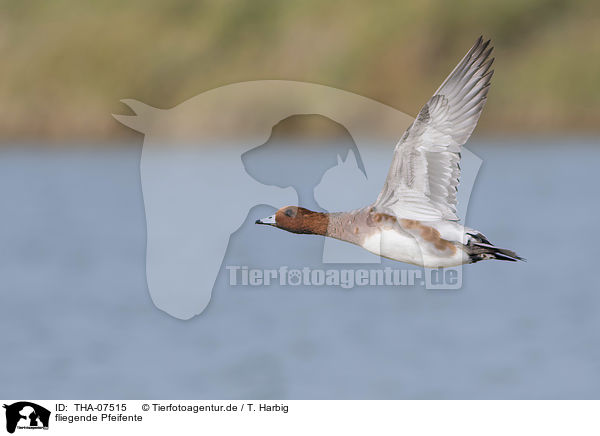 fliegende Pfeifente / flying Eurasian Wigeon / THA-07515