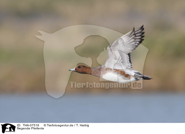 fliegende Pfeifente / flying Eurasian Wigeon / THA-07518