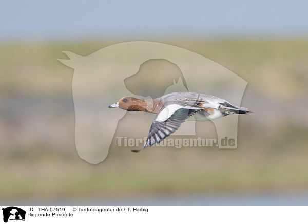 fliegende Pfeifente / flying Eurasian Wigeon / THA-07519