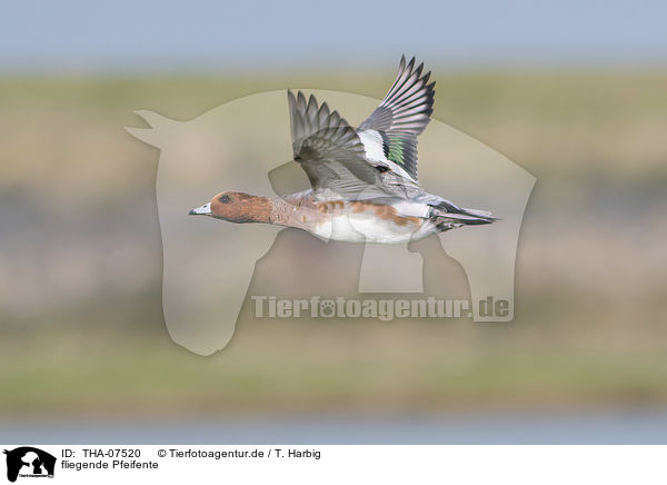 fliegende Pfeifente / flying Eurasian Wigeon / THA-07520