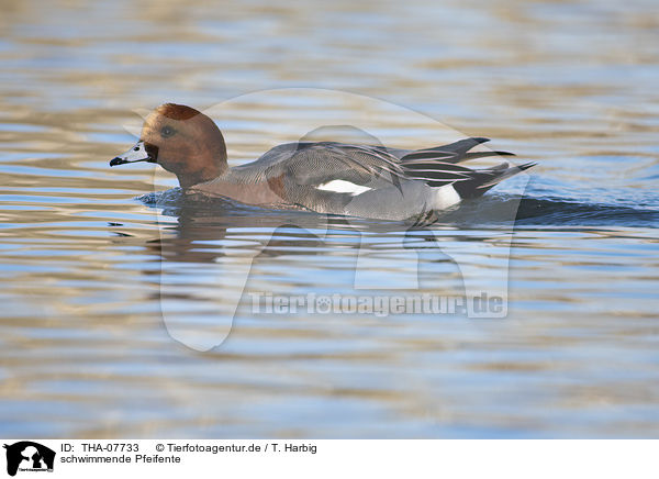 schwimmende Pfeifente / swimming Eurasian Wigeon / THA-07733