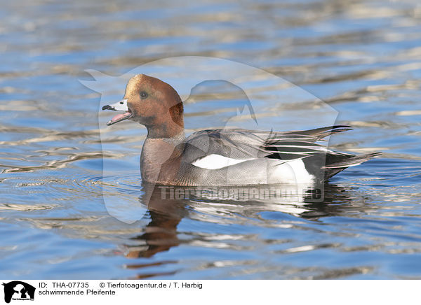 schwimmende Pfeifente / swimming Eurasian Wigeon / THA-07735