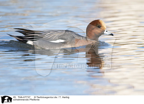 schwimmende Pfeifente / swimming Eurasian Wigeon / THA-07737