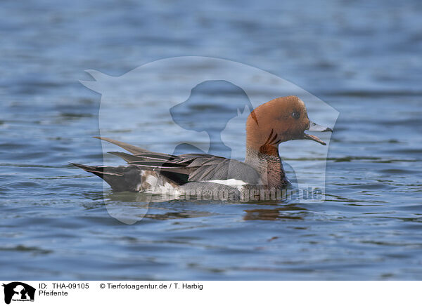 Pfeifente / wigeon / THA-09105