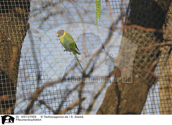 Pflaumenkopfsittich / plum-headed parakeet / SST-07959