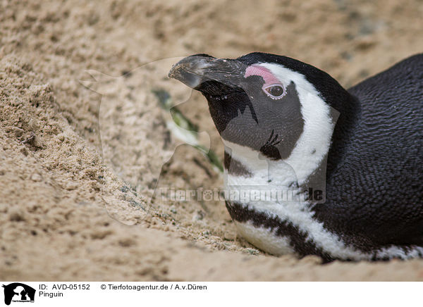 Pinguin / penguin / AVD-05152