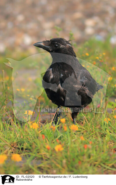 Rabenkrhe / carrion crow / FL-02020