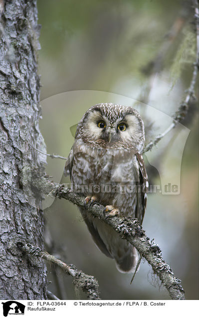 Raufukauz / boreal owl / FLPA-03644