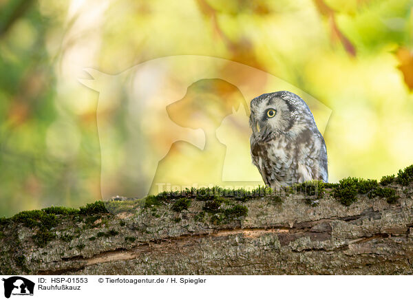 Rauhfukauz / Boreal Owl / HSP-01553
