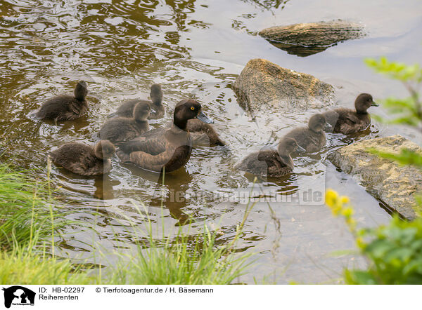 Reiherenten / tufted ducks / HB-02297