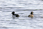 schwimmende Reiherenten