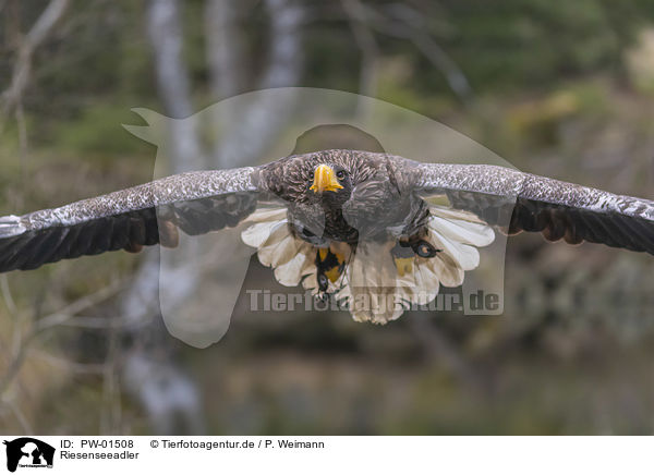 Riesenseeadler / Stellers sea-eagle / PW-01508