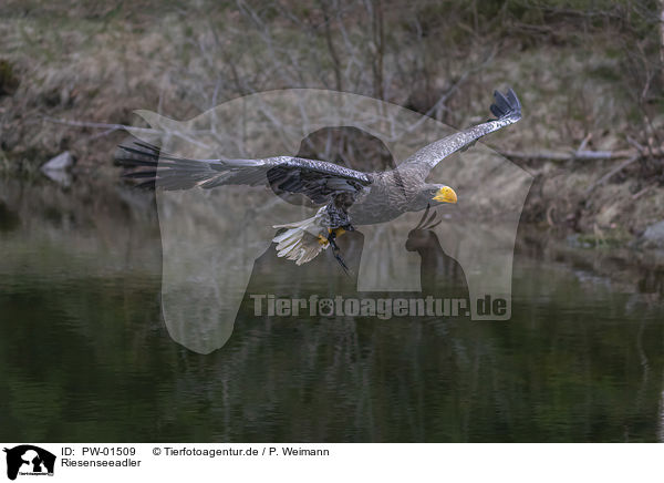 Riesenseeadler / Stellers sea-eagle / PW-01509