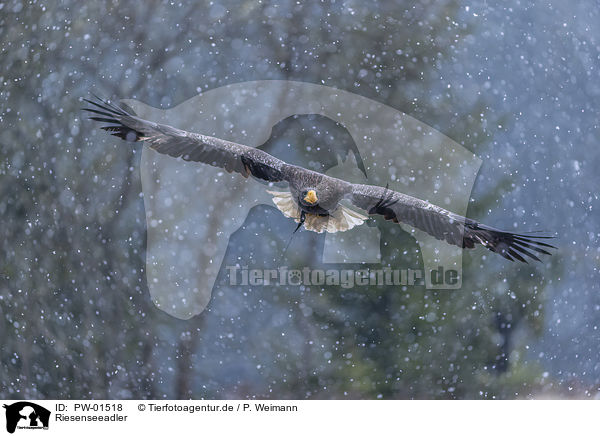 Riesenseeadler / Stellers sea-eagle / PW-01518