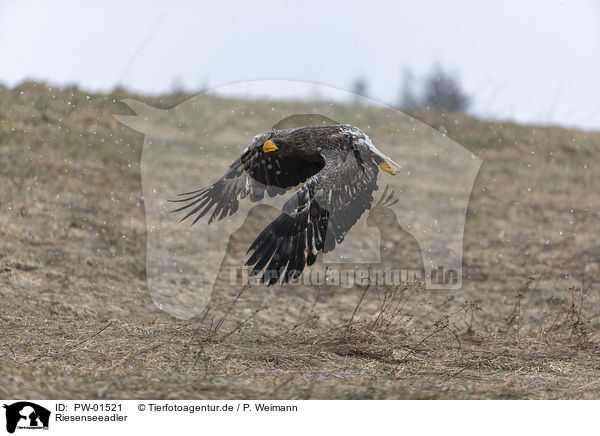 Riesenseeadler / Stellers sea-eagle / PW-01521