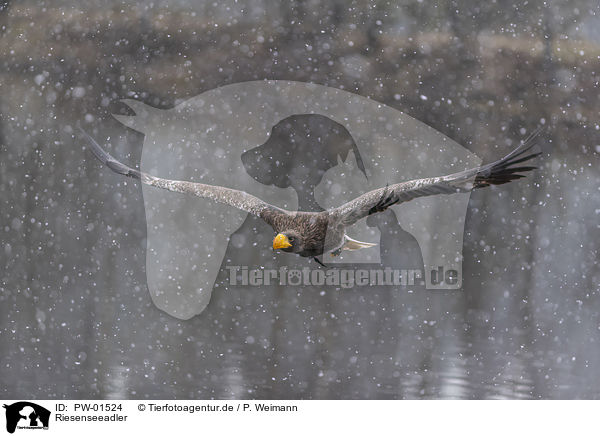 Riesenseeadler / Stellers sea-eagle / PW-01524