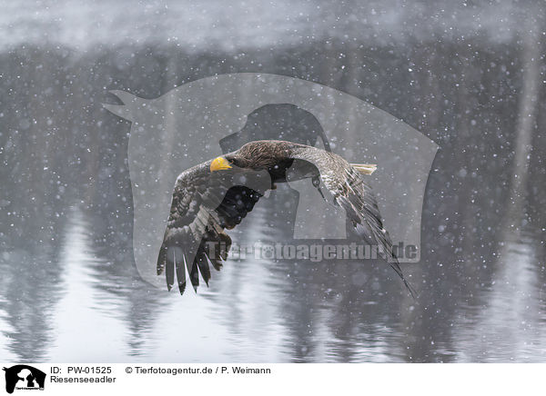 Riesenseeadler / Stellers sea-eagle / PW-01525