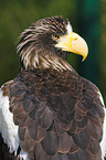 Riesenseeadler