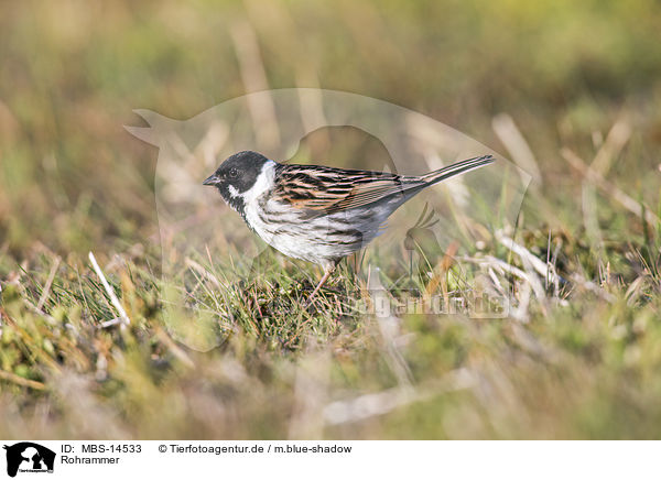 Rohrammer / common reed bunting / MBS-14533