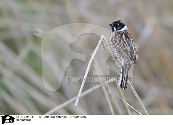 Rohrammer / common reed bunting / DV-04041