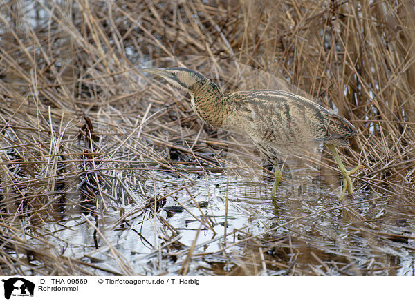 Rohrdommel / great bittern / THA-09569