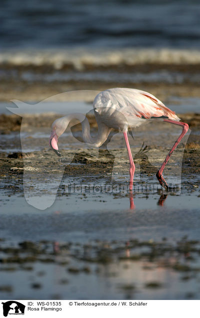 Rosa Flamingo / WS-01535