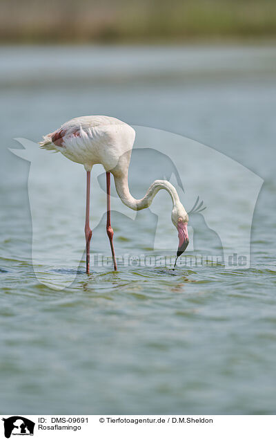 Rosaflamingo / greater flamingo / DMS-09691