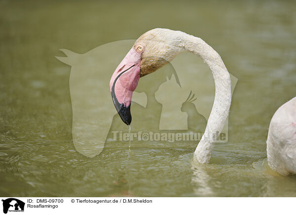 Rosaflamingo / greater flamingo / DMS-09700