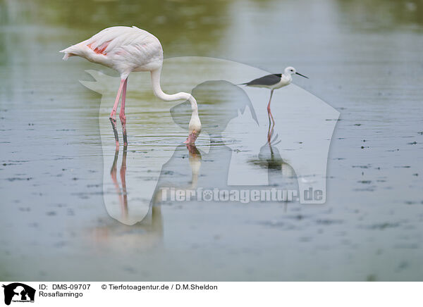 Rosaflamingo / greater flamingo / DMS-09707
