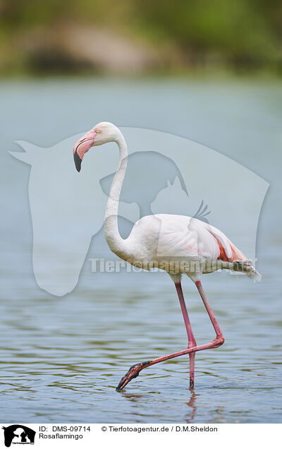 Rosaflamingo / greater flamingo / DMS-09714