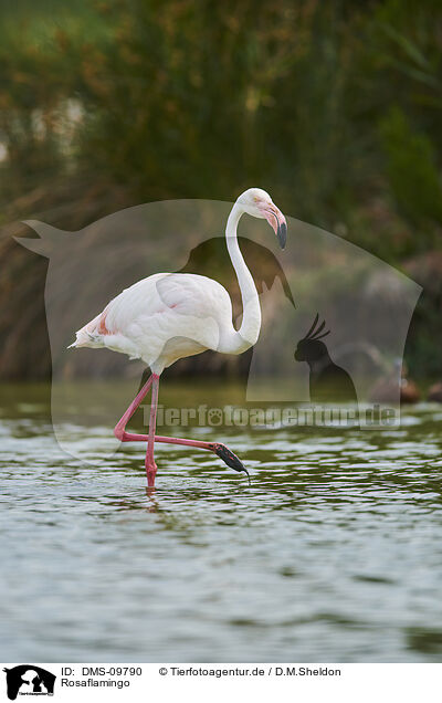 Rosaflamingo / greater flamingo / DMS-09790