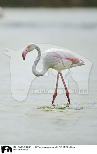 Rosaflamingo / greater flamingo / DMS-09793